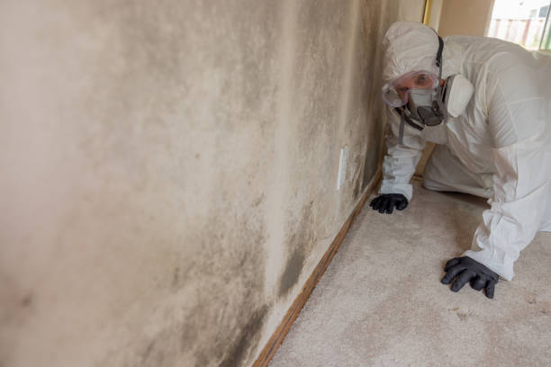 Best Asbestos and Lead Testing During Mold Inspection in USA